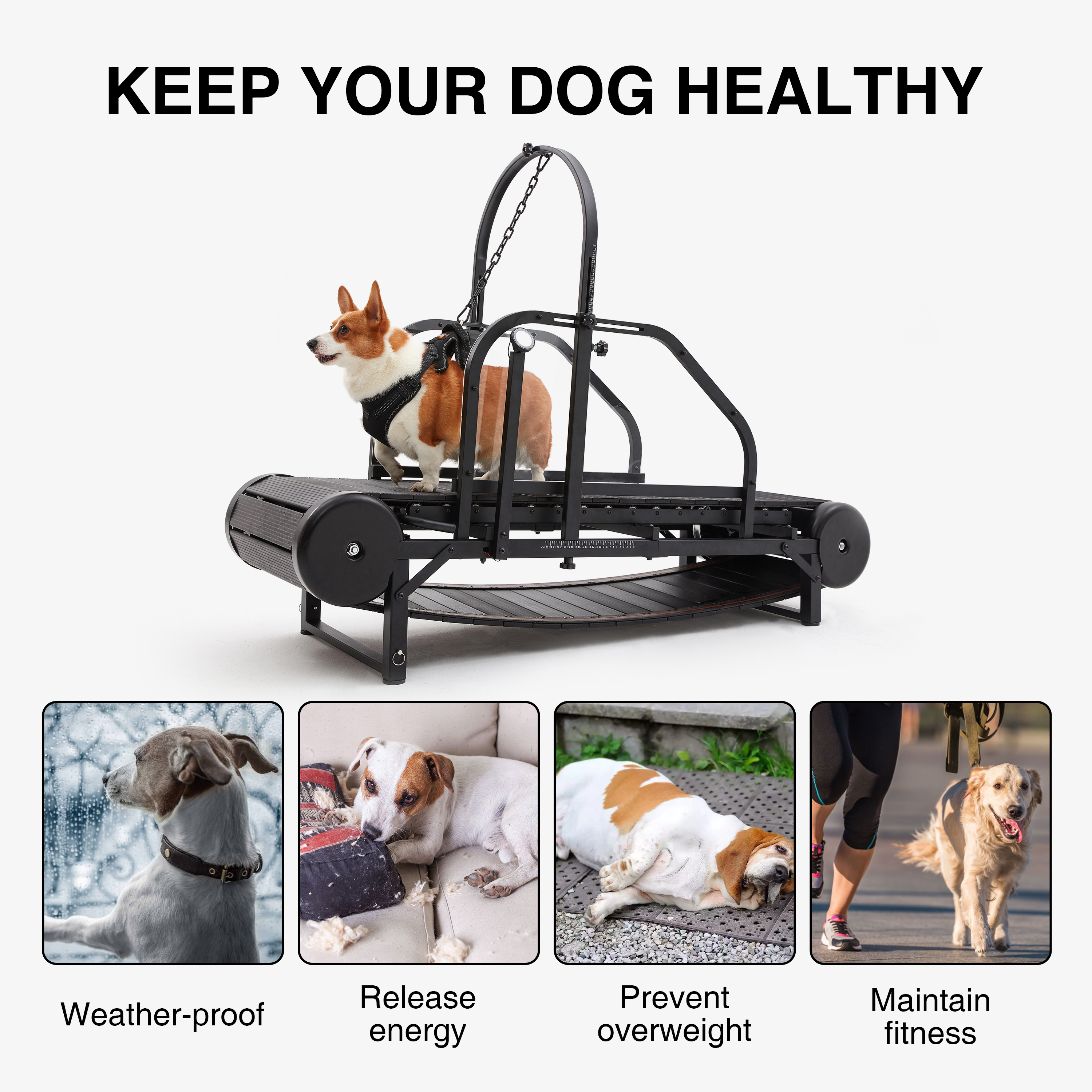 Key Features to Consider When Choosing a Dog Treadmill