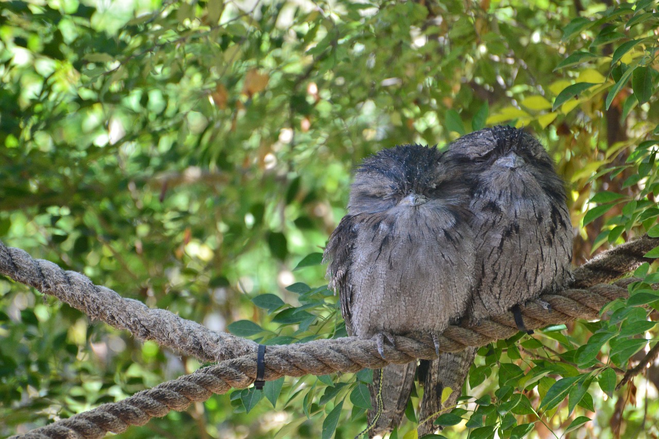 Physical Description of the Frogmouth Bird