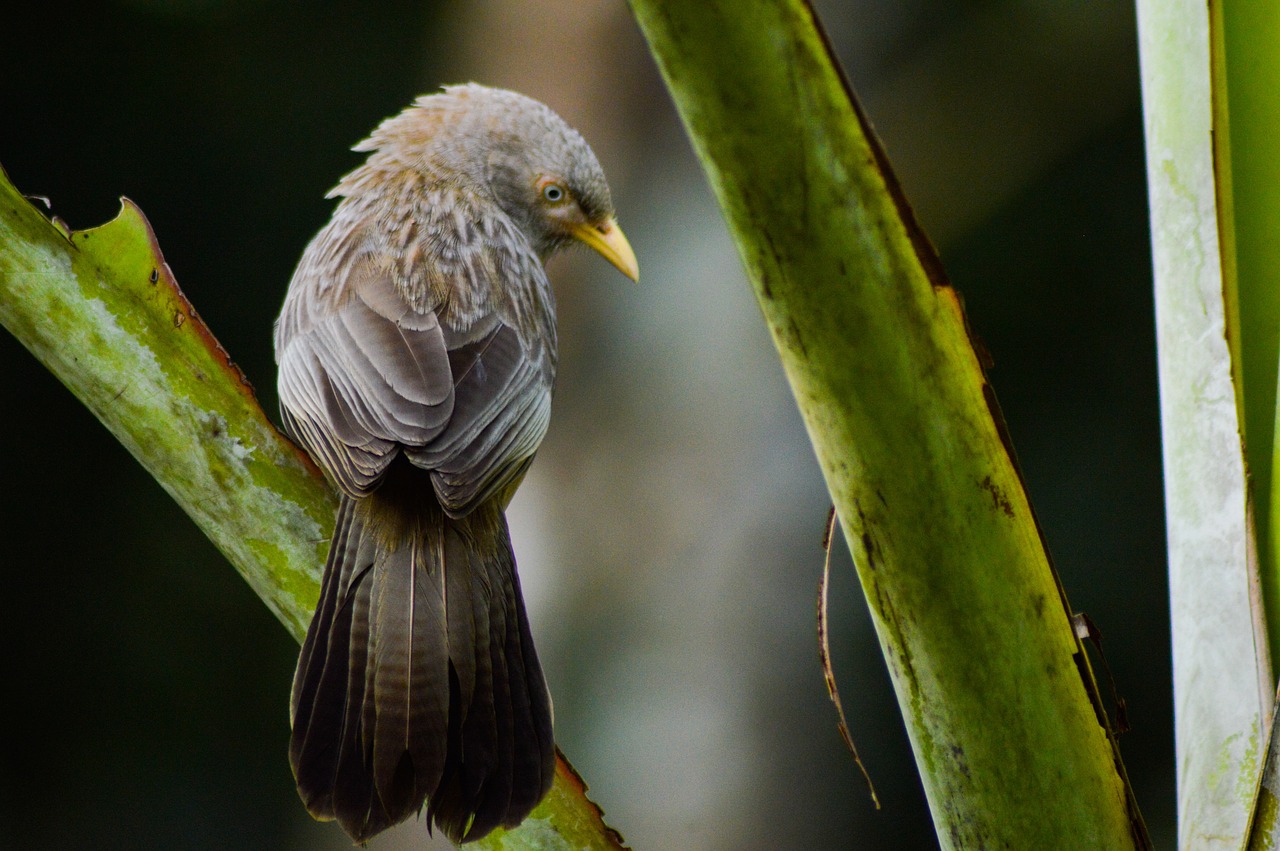 Natural Habitats of the Frogmouth Bird