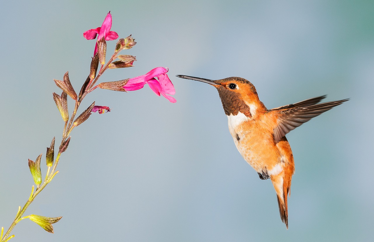 Common Hummingbird Varieties in North America