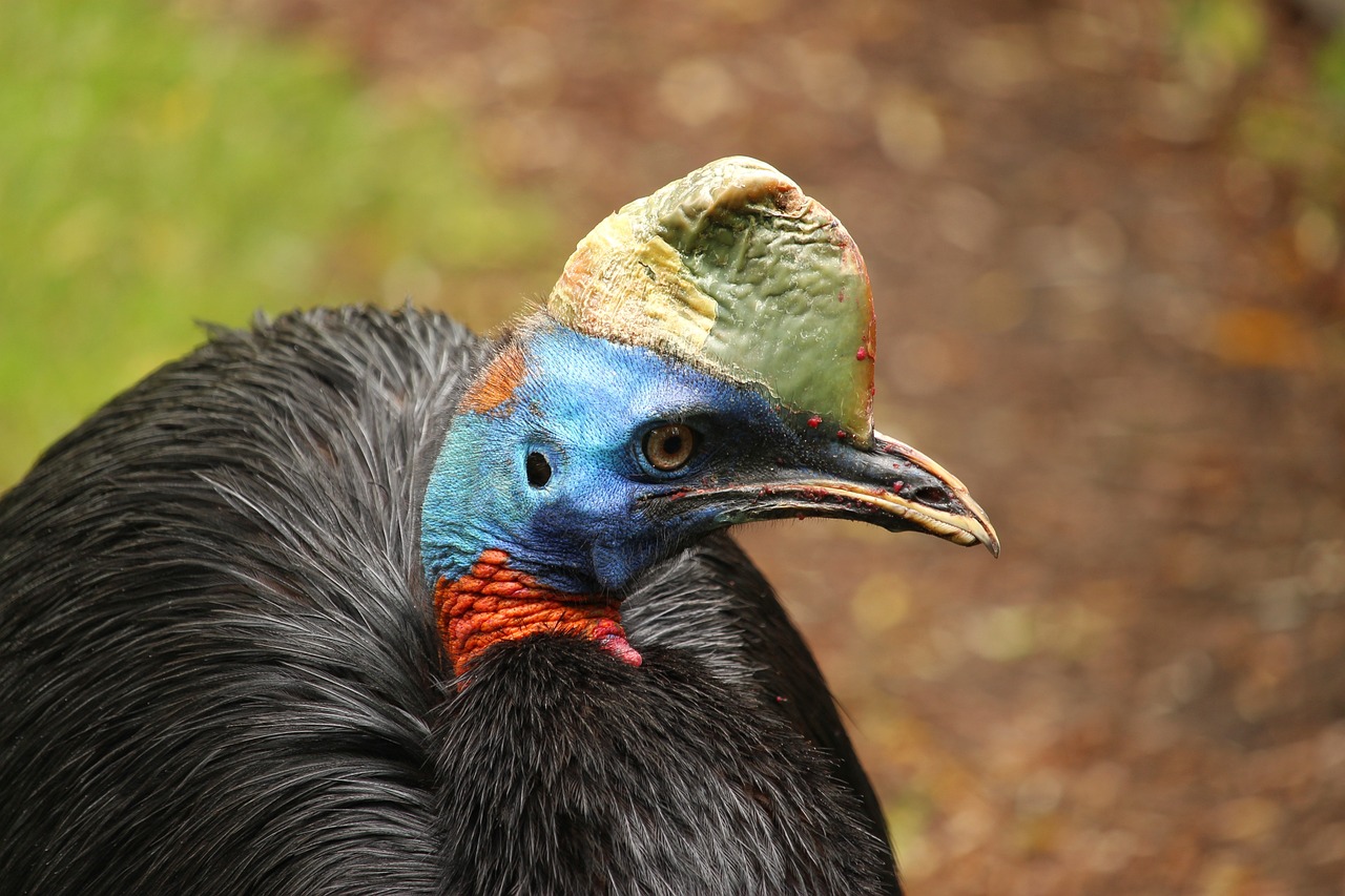 Habitat Preferences of the Cassowary Bird