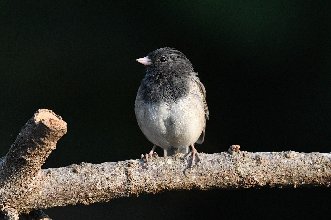 Understanding the Dark-eyed Junco