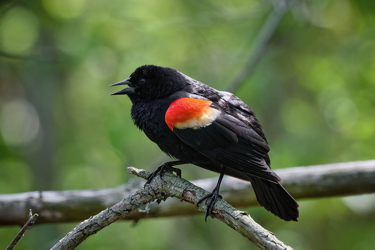 Handling Aggressive Encounters with Red-winged Blackbirds