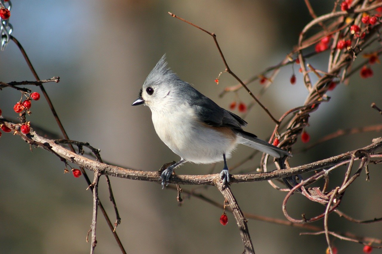 How to Attract Tufted Titmice to Your Backyard