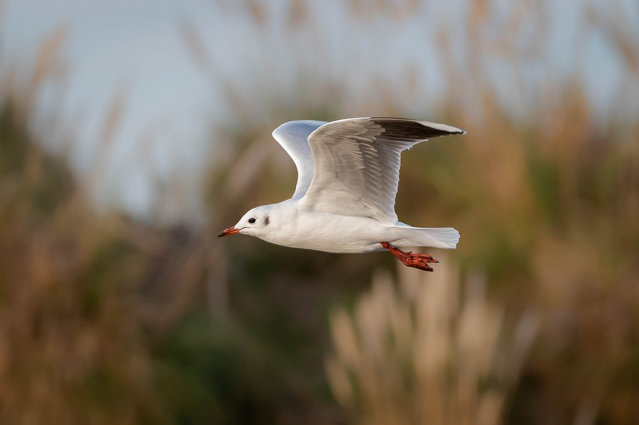 Understanding How Bird Wings Fold for Flight