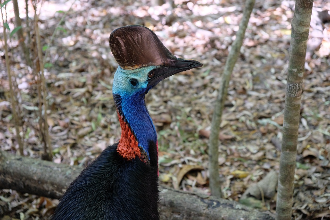 Physical Characteristics of the Cassowary Bird