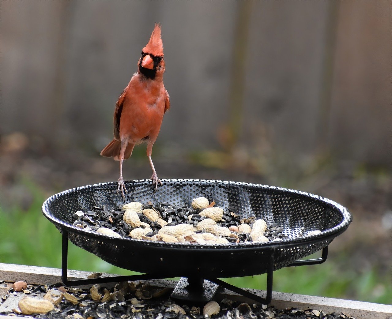 what do birds eat, including feedbirds and birdseed