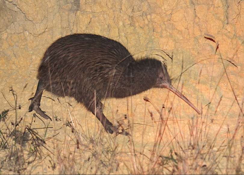 The Kiwi Bird and Its Habitat