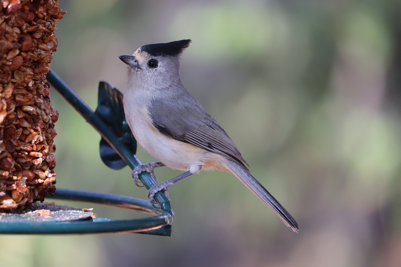 Creating a Suitable Environment for Tufted Titmice