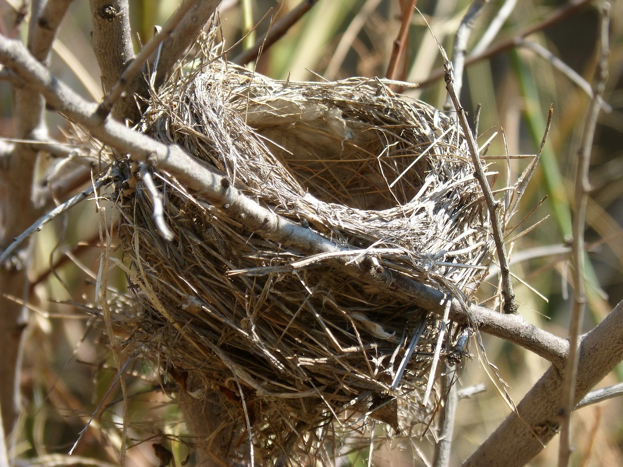 Environmental Influences on Nesting