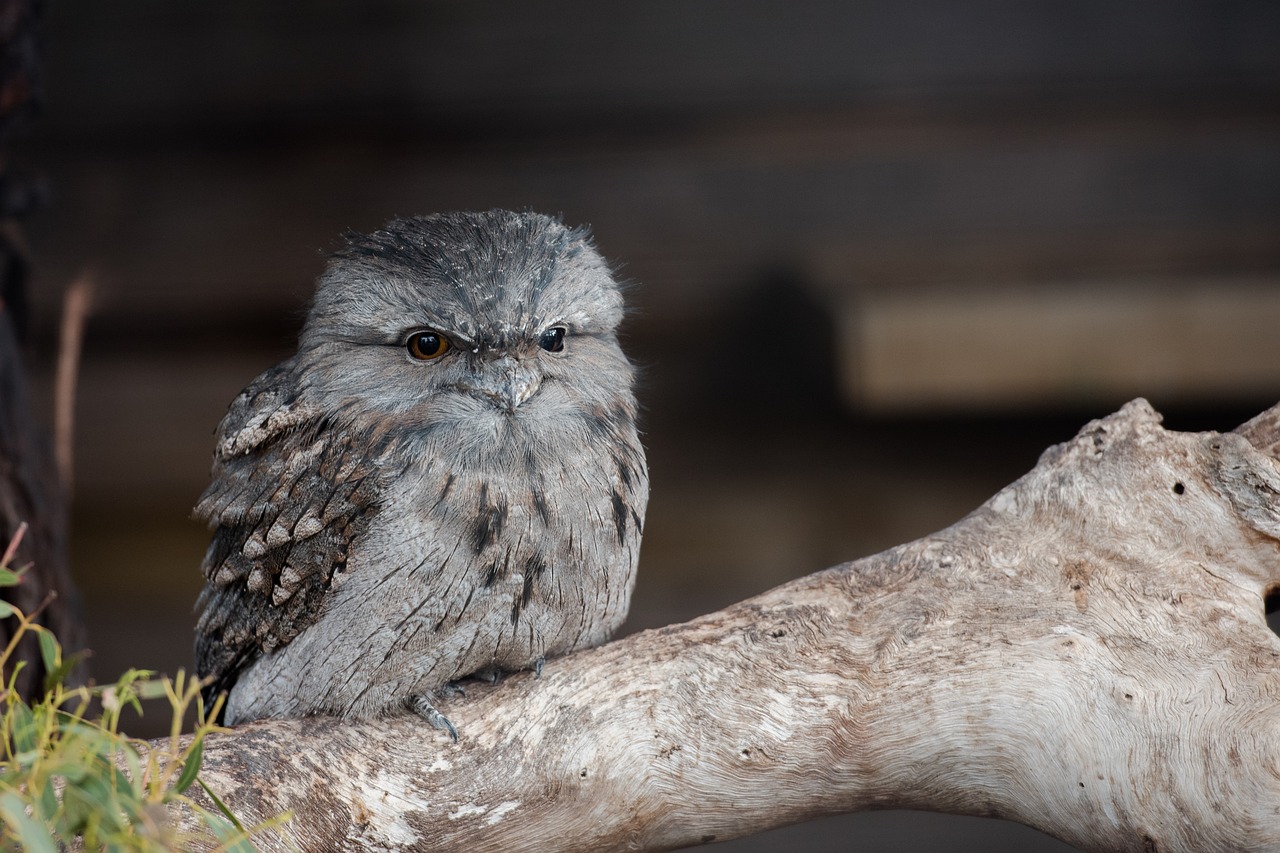 Exploring Frogmouth Bird Traits and Habitats