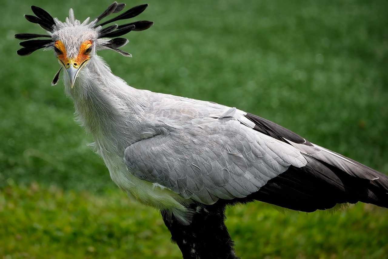 Secretary Bird vs Snake: The Secretary Bird's Hunting Techniques