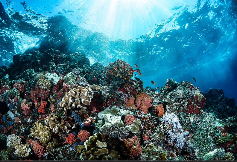 Il ruolo di rocce e sabbia nell'Acquario Marino