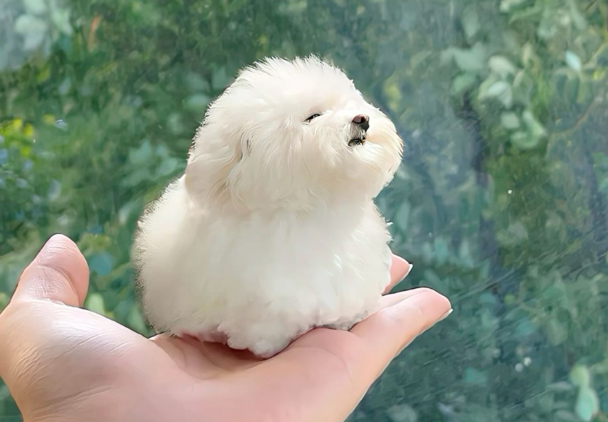 Pet Loss Sympathy Gifts of Comfort