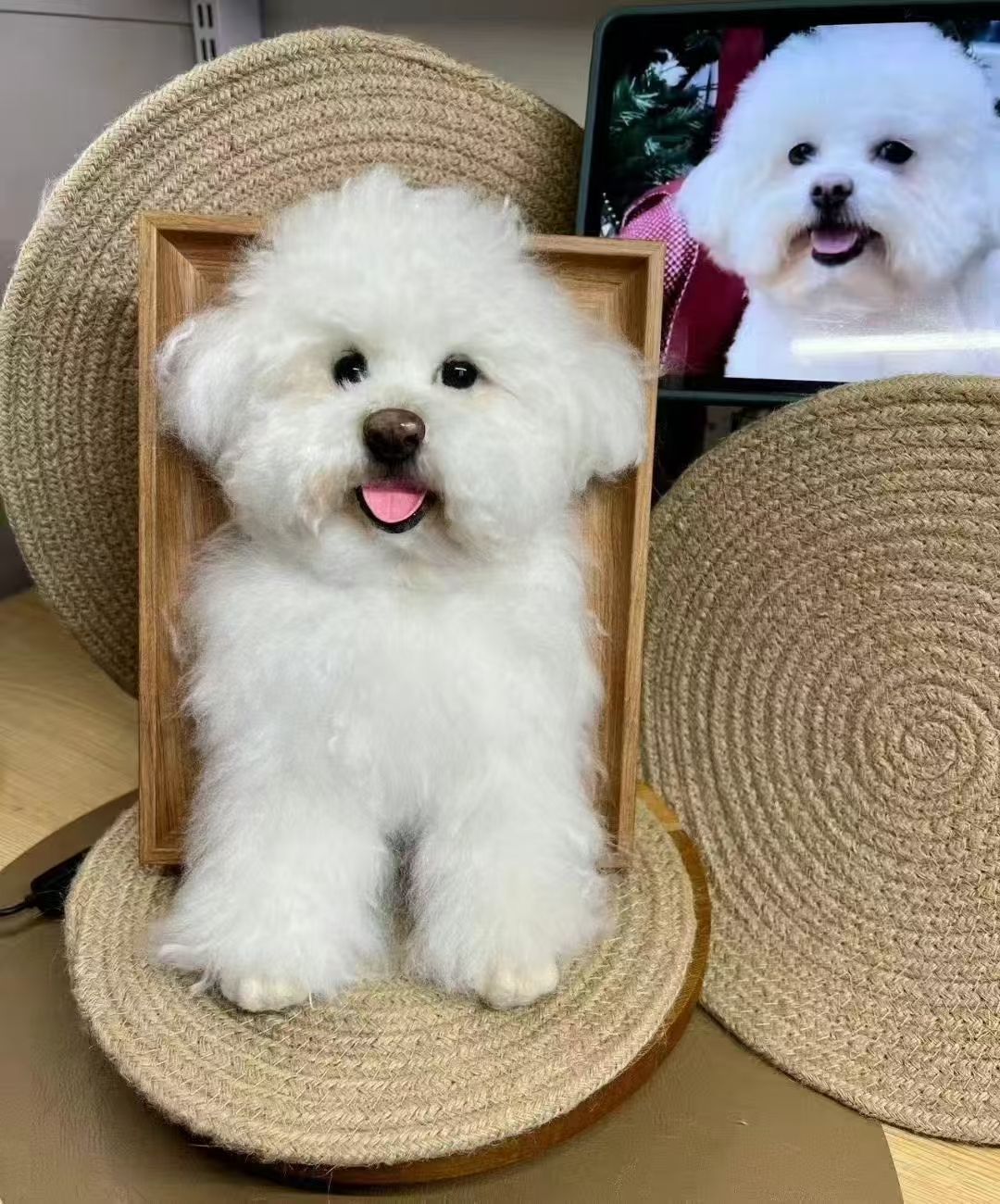 Best Gift Ideas for Pet Lover
