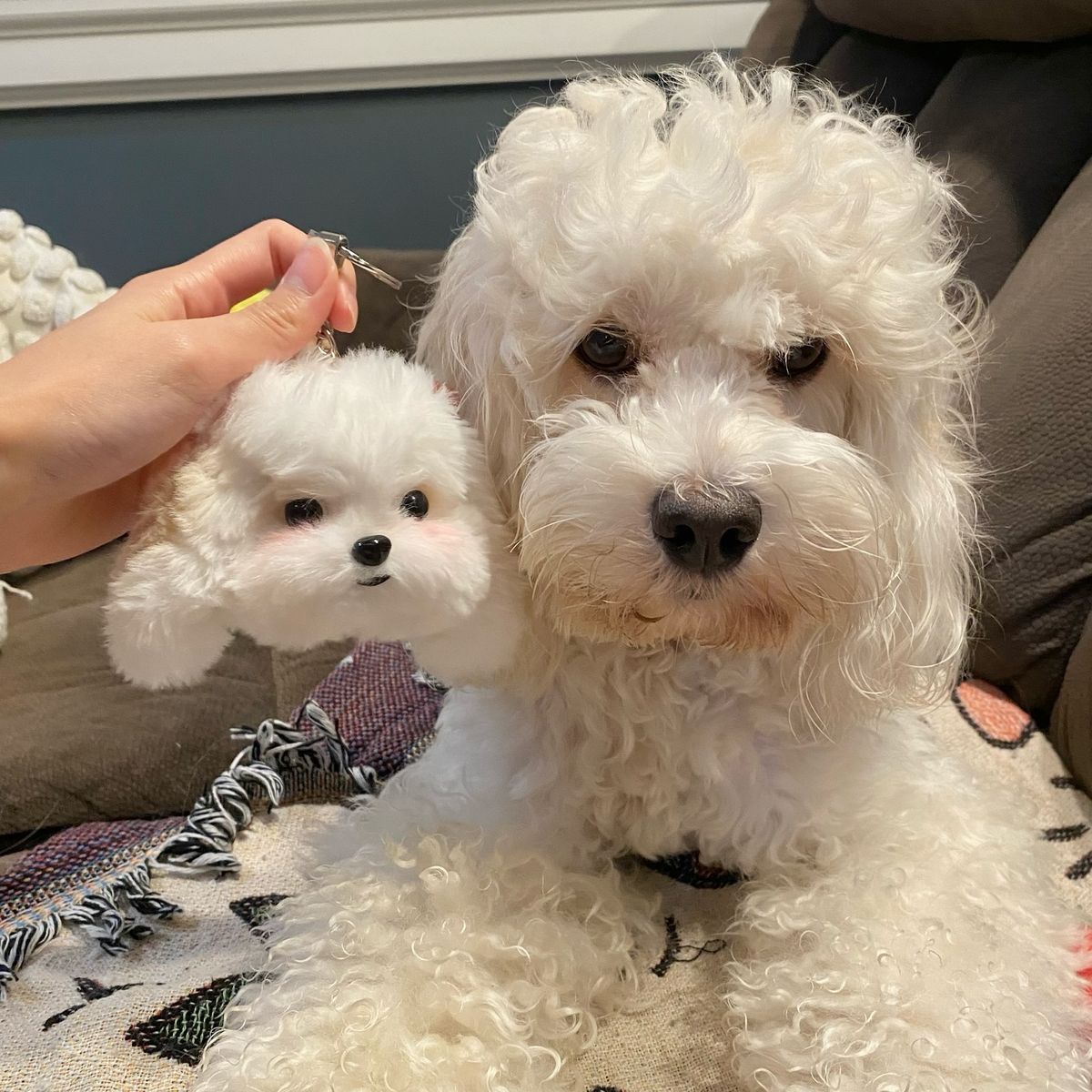 Fun and Unique Ways to Celebrate Your Dog'
                style=