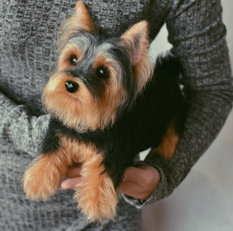 How to present birthday gifts for her in a memorable gift-wool felt pet