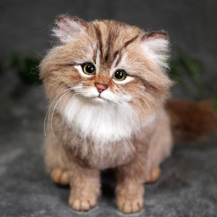 How to Find the Perfect Gift for Cat Enthusiasts