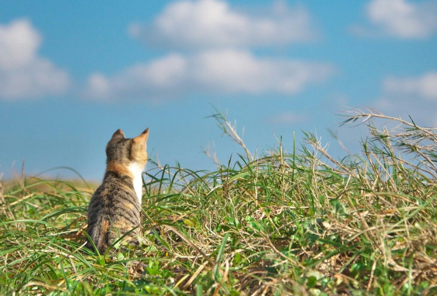 Creative Cat Photoshoot. The cat looks up at the sky from the grass.