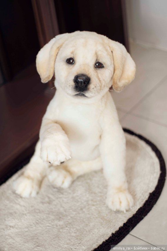 The Healing Power of Pet Remembrance Stuffed Animals