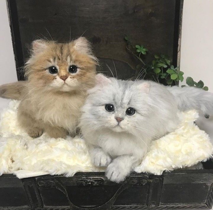 Personalized Cat Portraits and Unique Custom Keepsakes for Cat Lovers