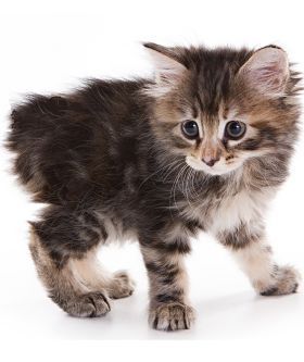 Breeding Manx Cats Safely What Experts Say