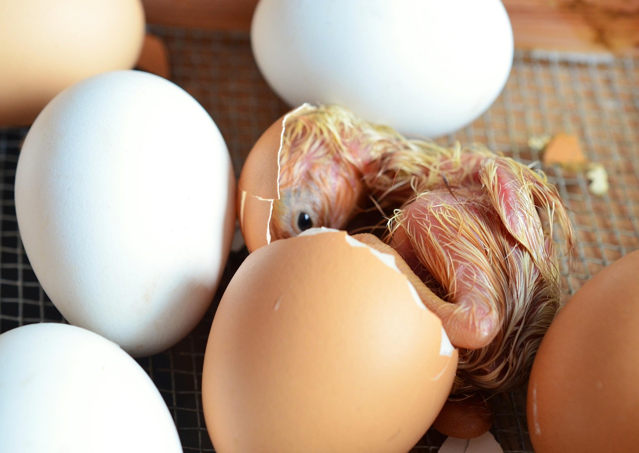 Essential Supplies for Hatching