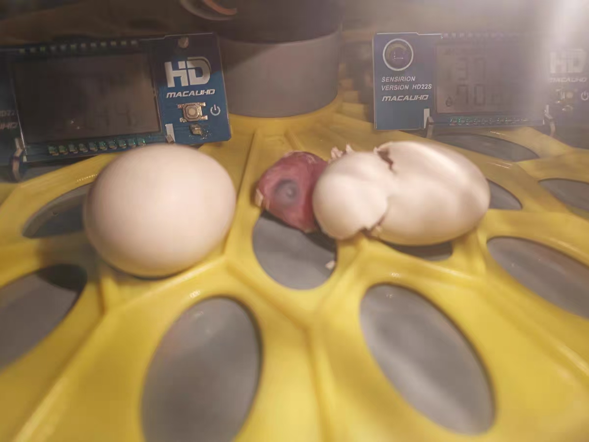 Setting Up Your Egg Incubator in an Apartment