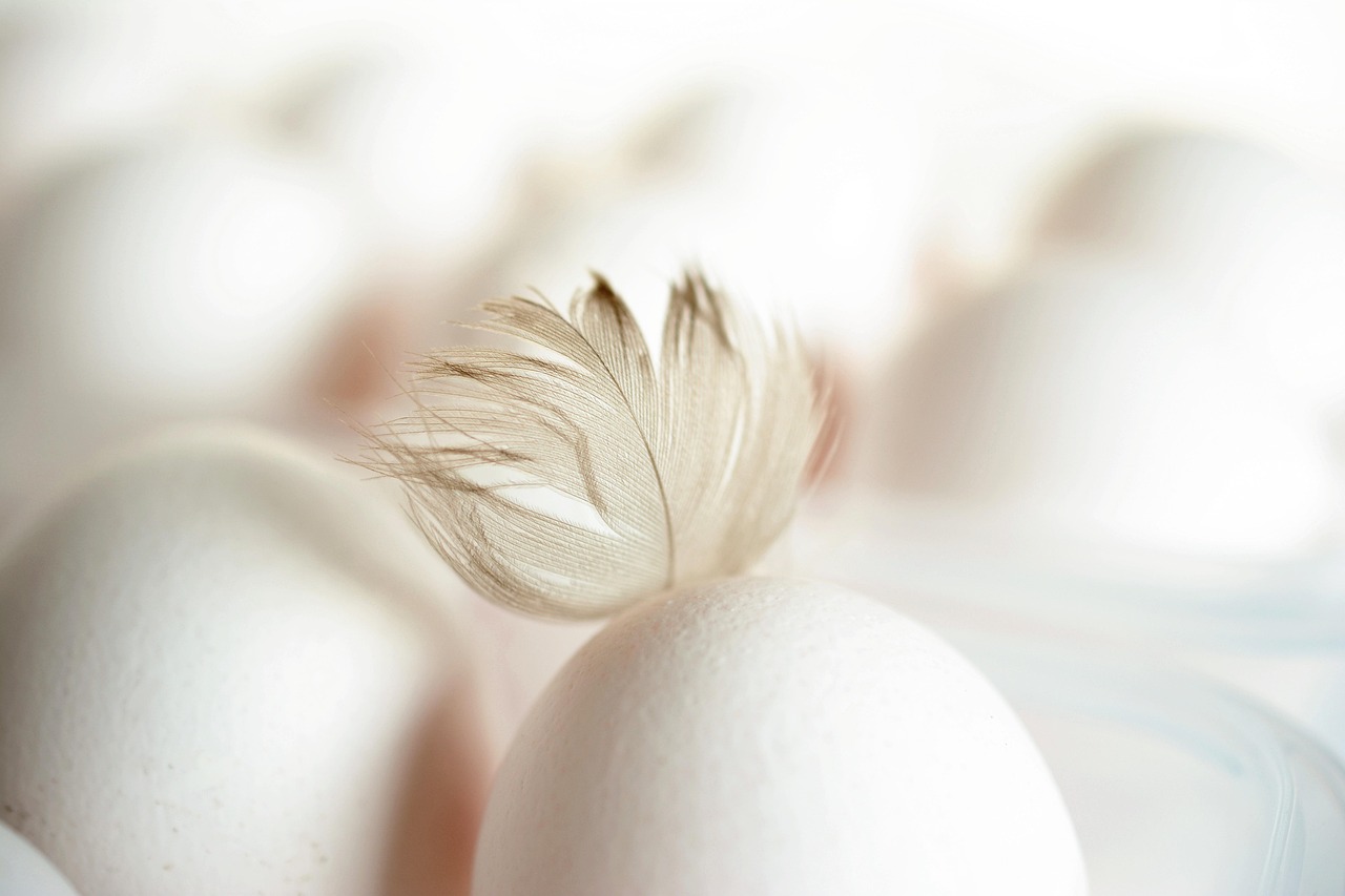 Budgies Egg Hatching Timeline
