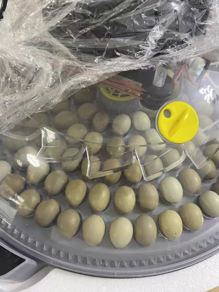 Facility Setup and Hygiene