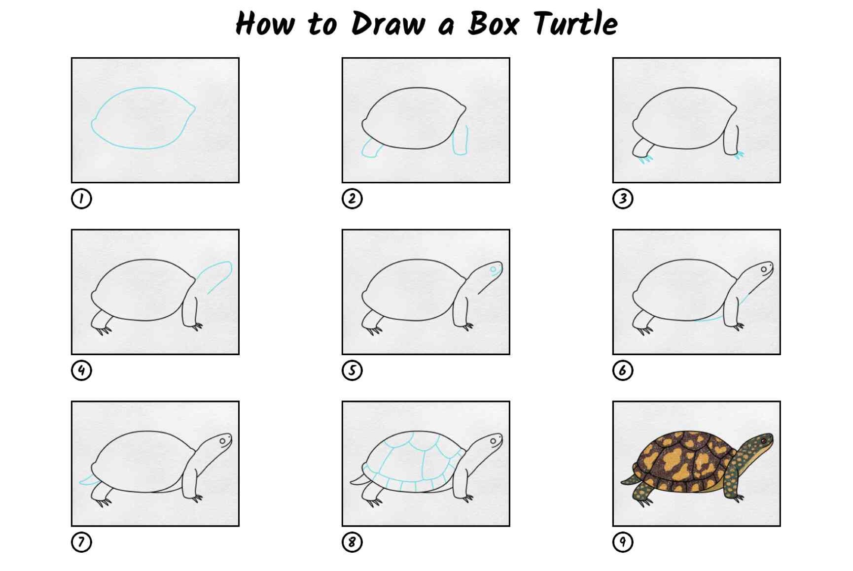 Pratiquer les formes et les proportions de base