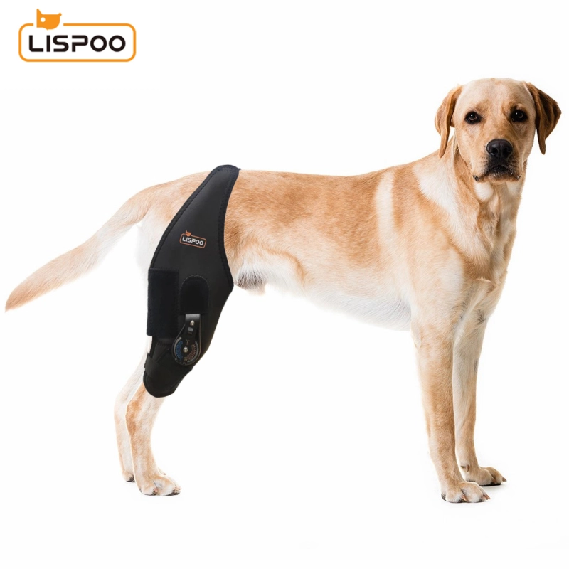 How a Dog Knee Brace Works