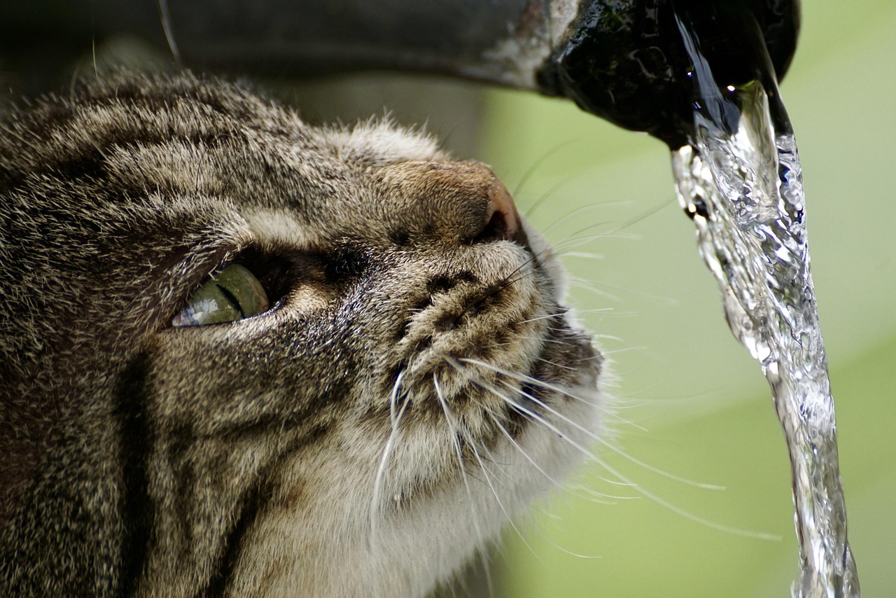 Best Pet Water Fountains of 2026