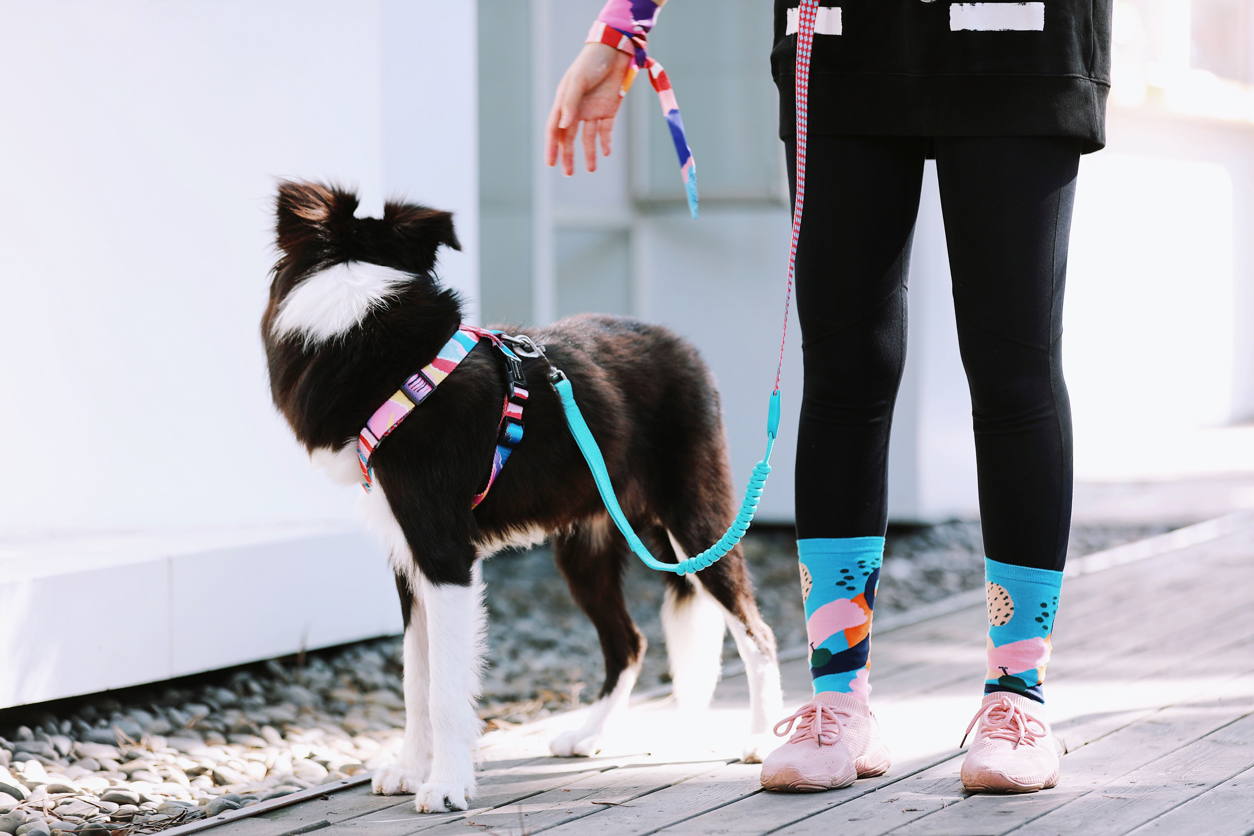 X Shaped Dog Harness vs Traditional Harness Which Offers Better Comfort