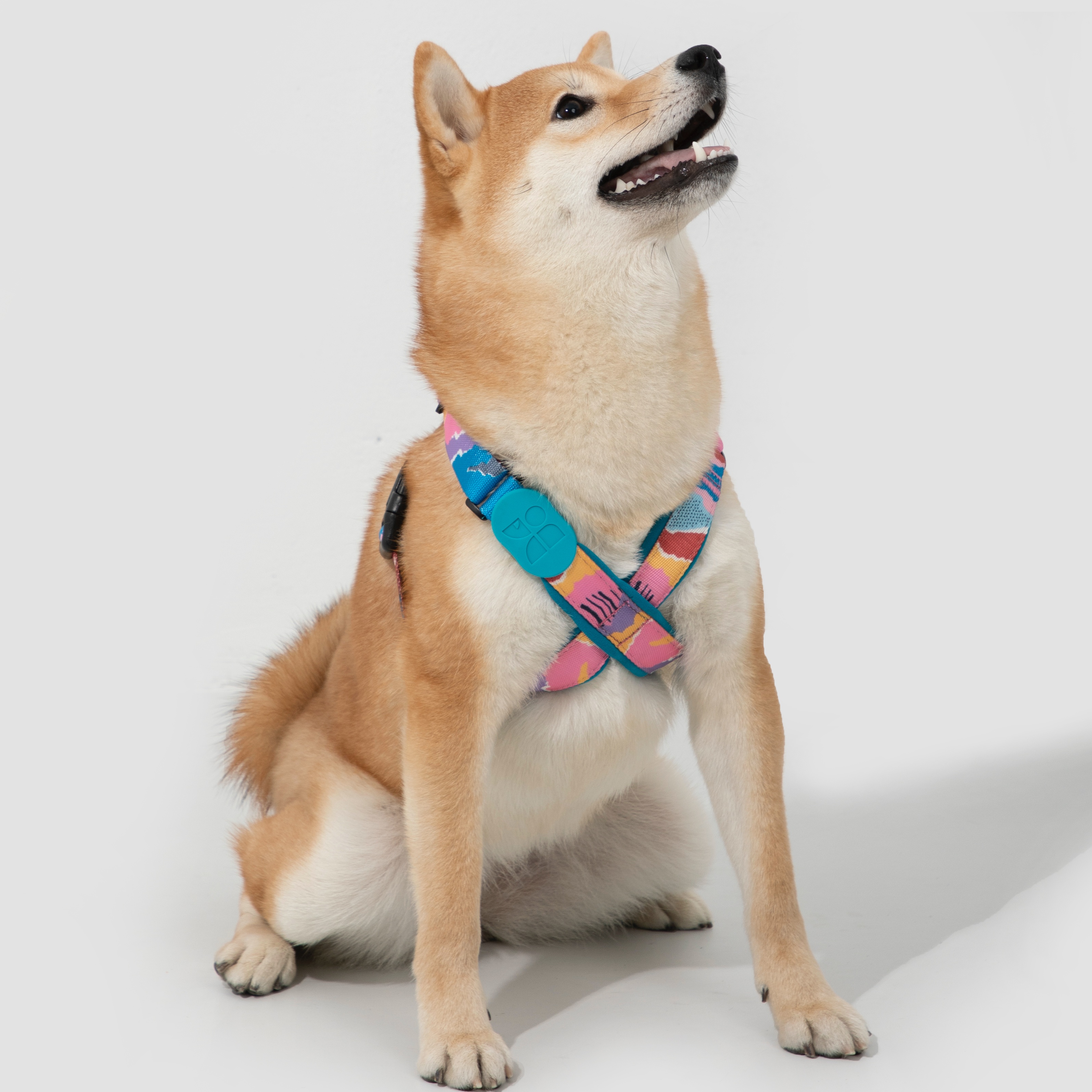 What Is an X-Shaped Dog Harness?