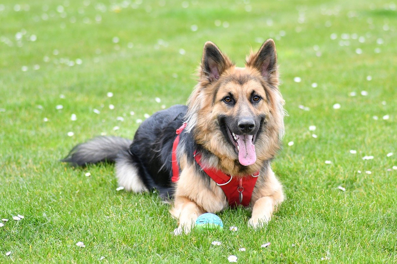 Walk Performance: Stability, Freedom, and Ease of Donning