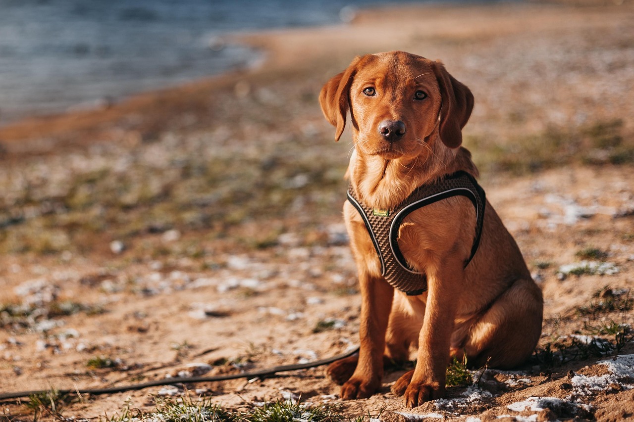 Key features to compare in a medium size dog harness