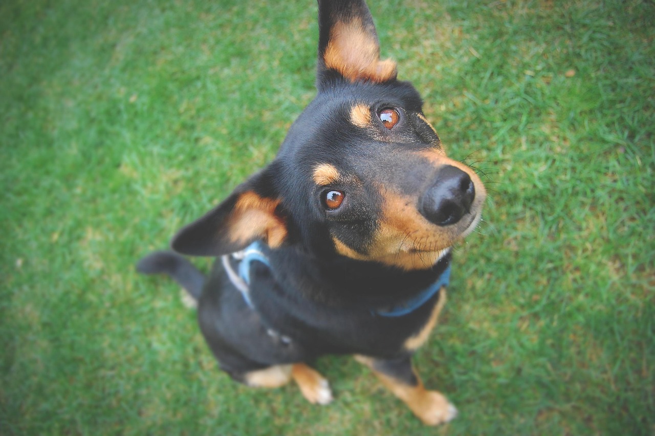 Canine Pulling Harness: Weak Spots to Inspect