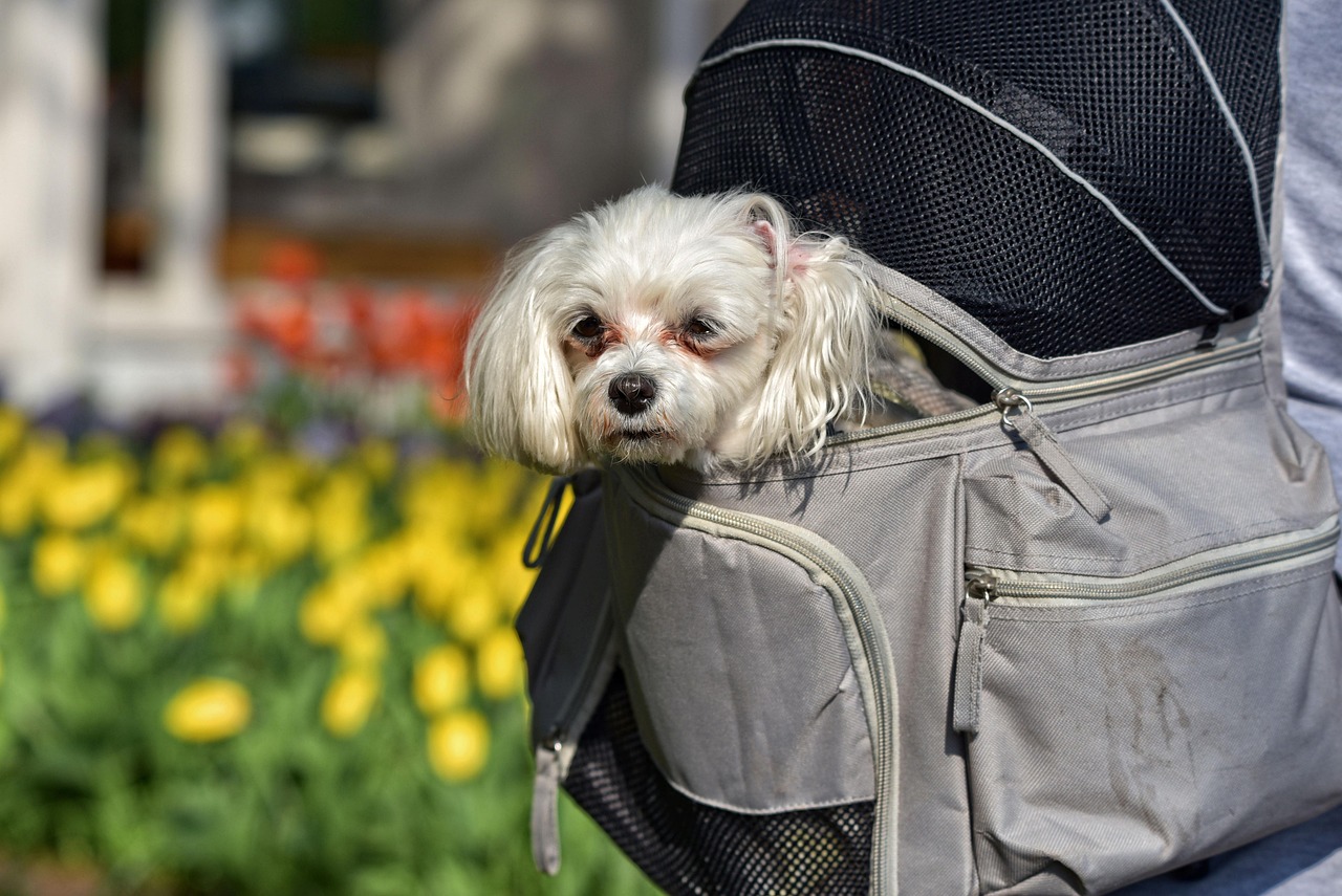 Airflow and trail readiness for a backpack dog carrier