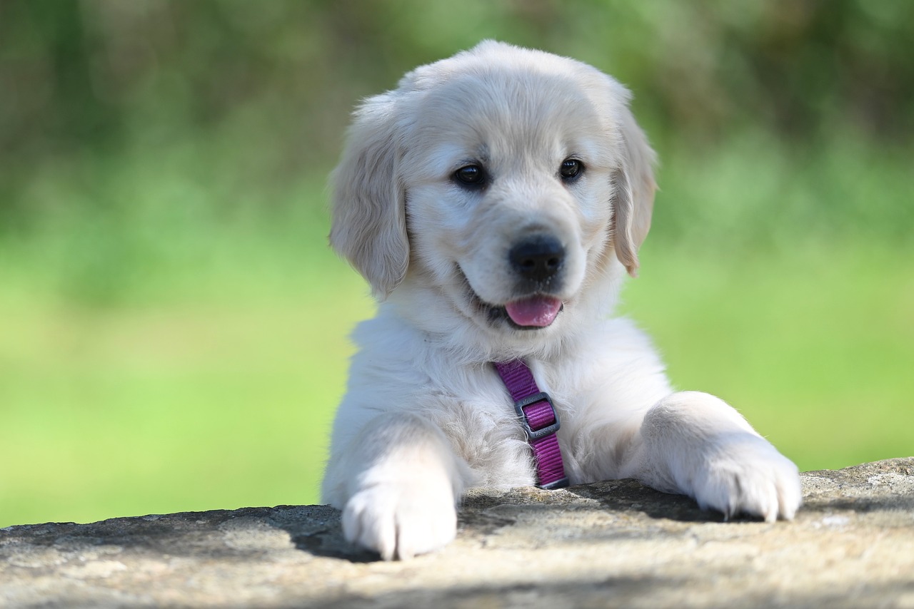 Fit Checks: Ensuring Comfort and Safety