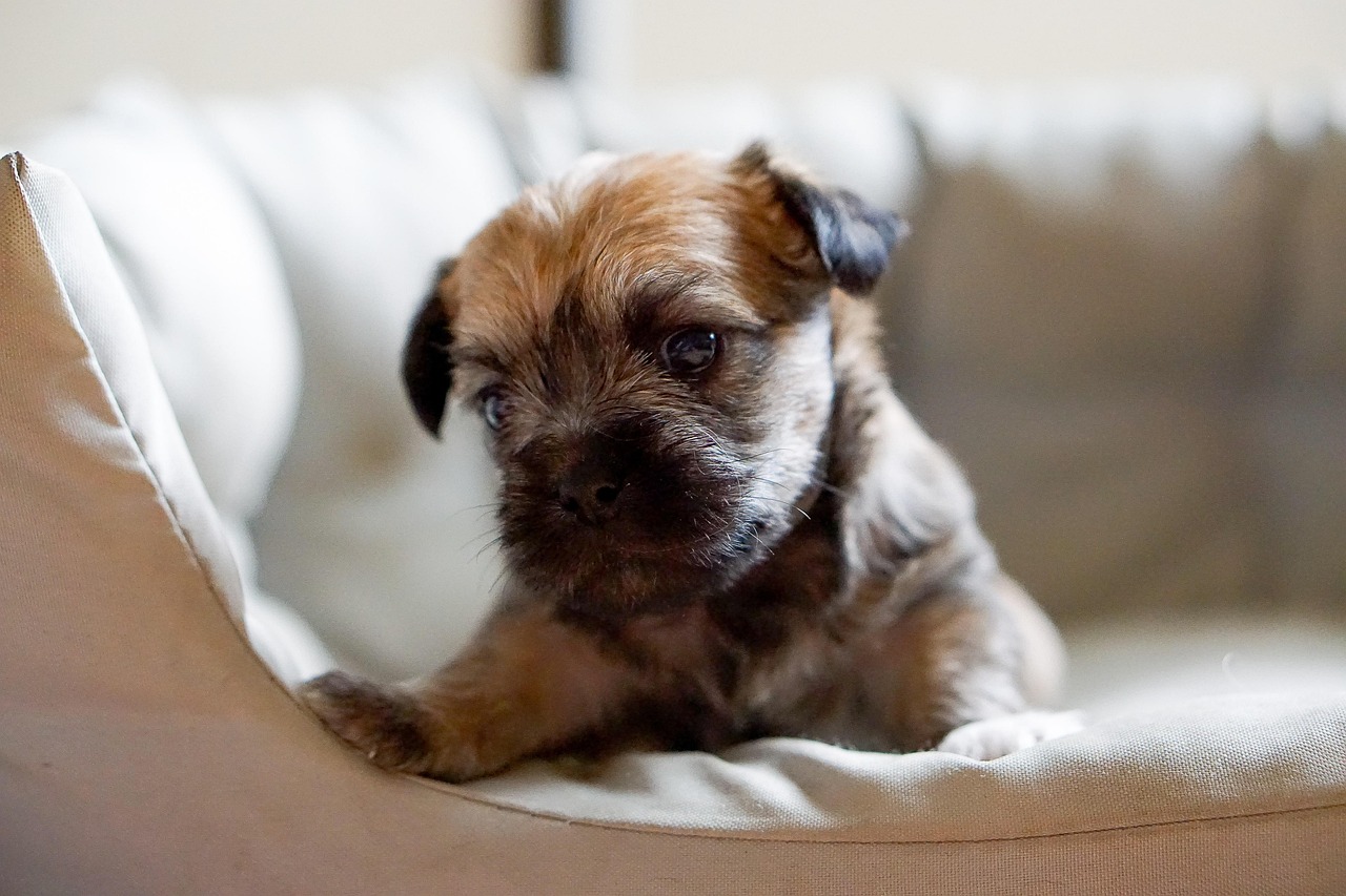 Finding the right dog bed size and support