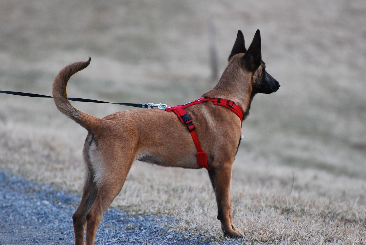 Choosing a reflective dog leash: materials and build