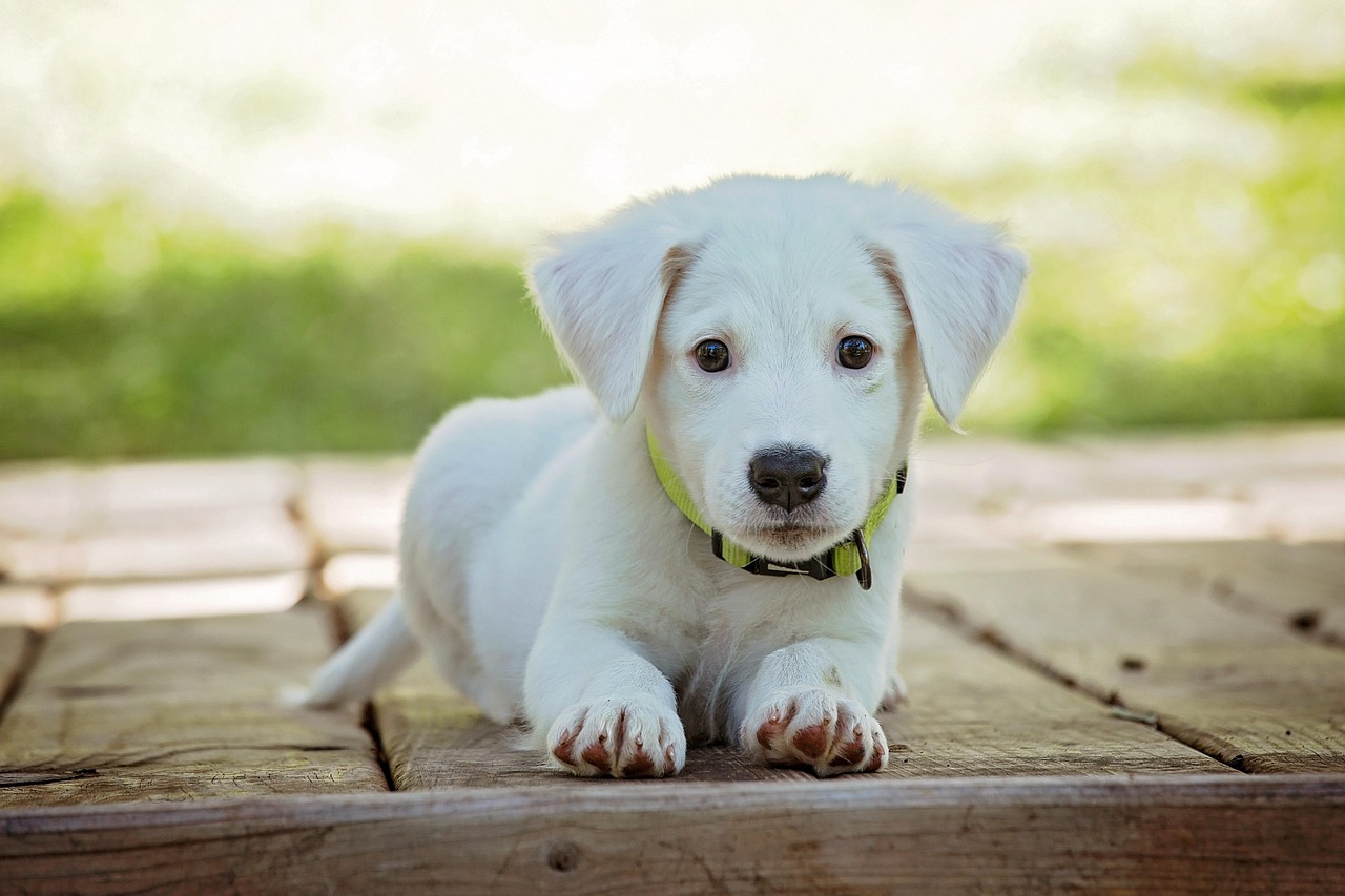 Puppy Collar Materials Compared: Odor, Water, Cleaning