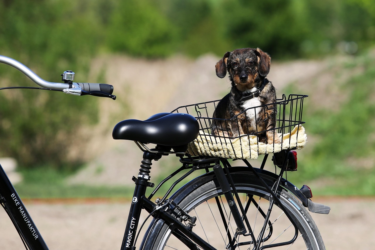 Bike setup, entry, and restraint checks for small dog bicycle carriers
