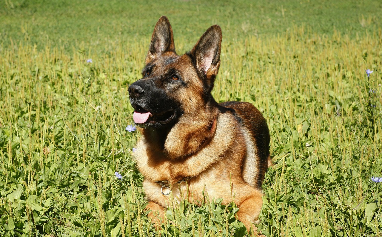 Comfort and Material Choices in German Shepherd Harnesses