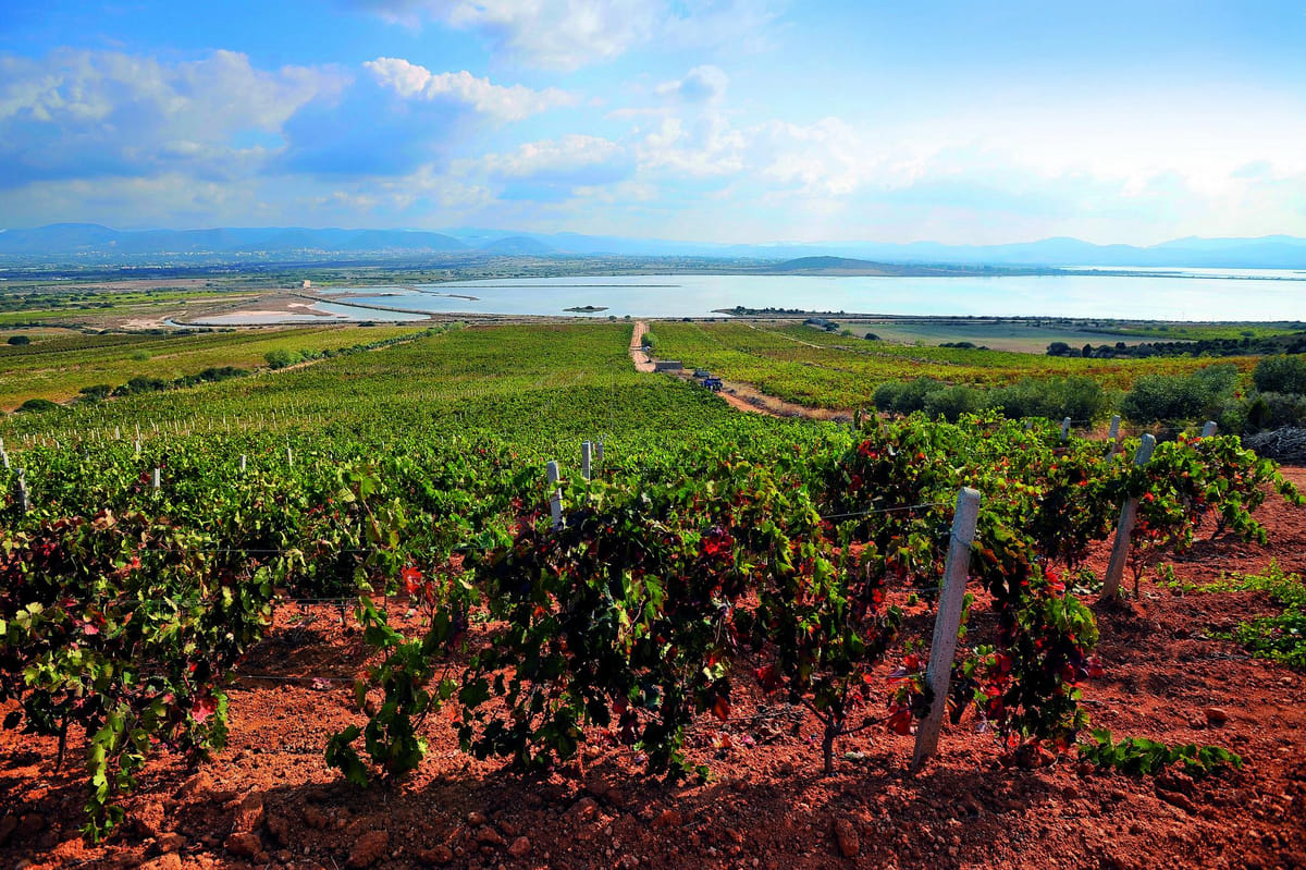 Wines in Alghero