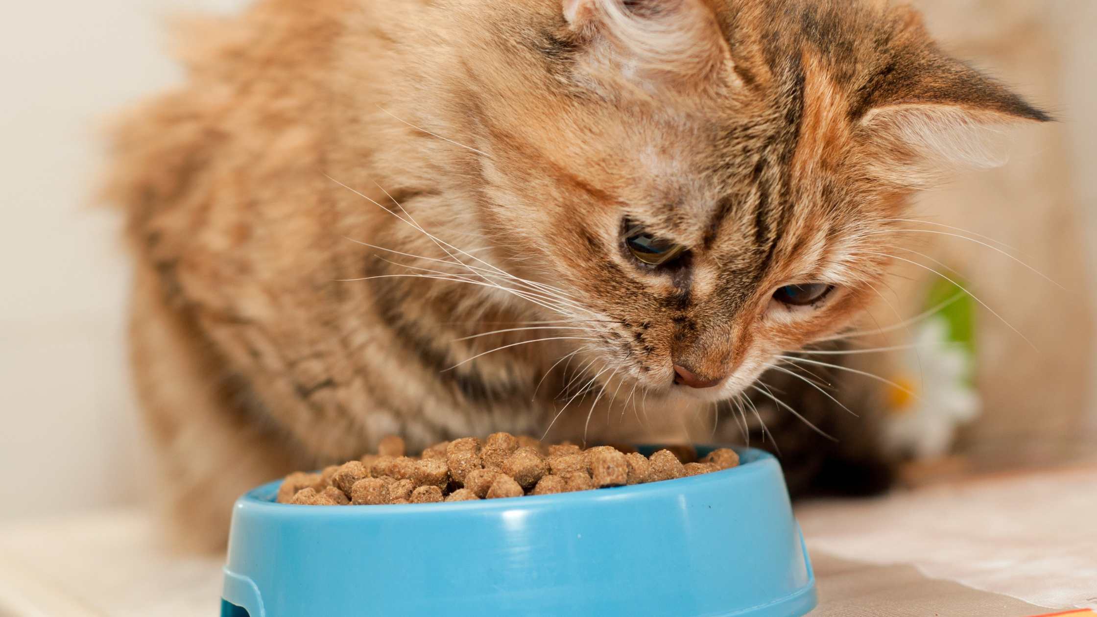 Mäkelige Katze frisst nicht – Appetitanreger für Katzen können helfen
