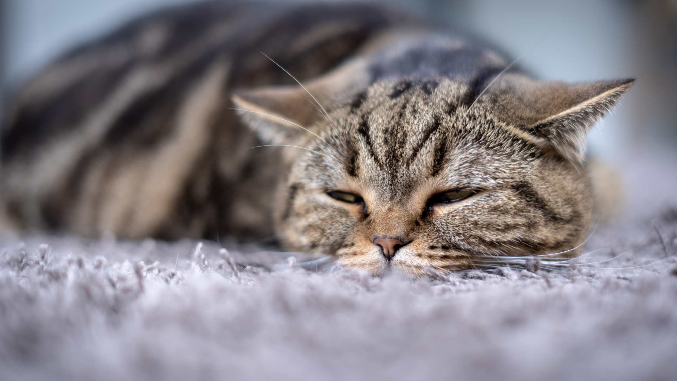 Träge Katze mit wenig Appetit – natürliche Appetitanreger für Katzen können unterstützen