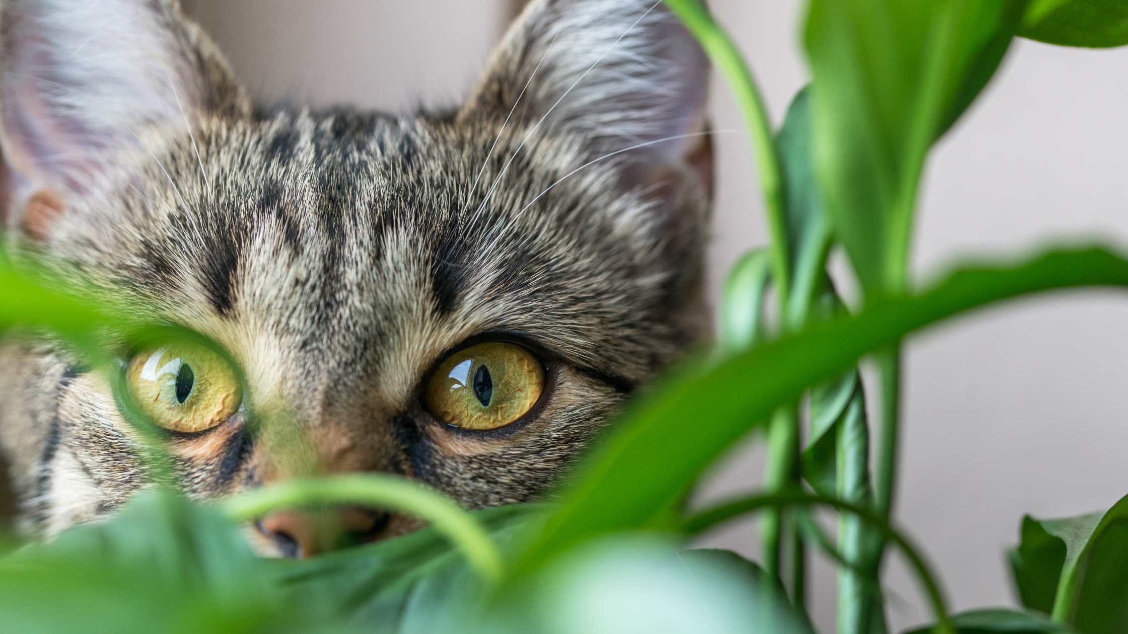 Katze schnüffelt an Pflanzen – Alternativen zu Baldrian für Katzen wie Katzenminze.