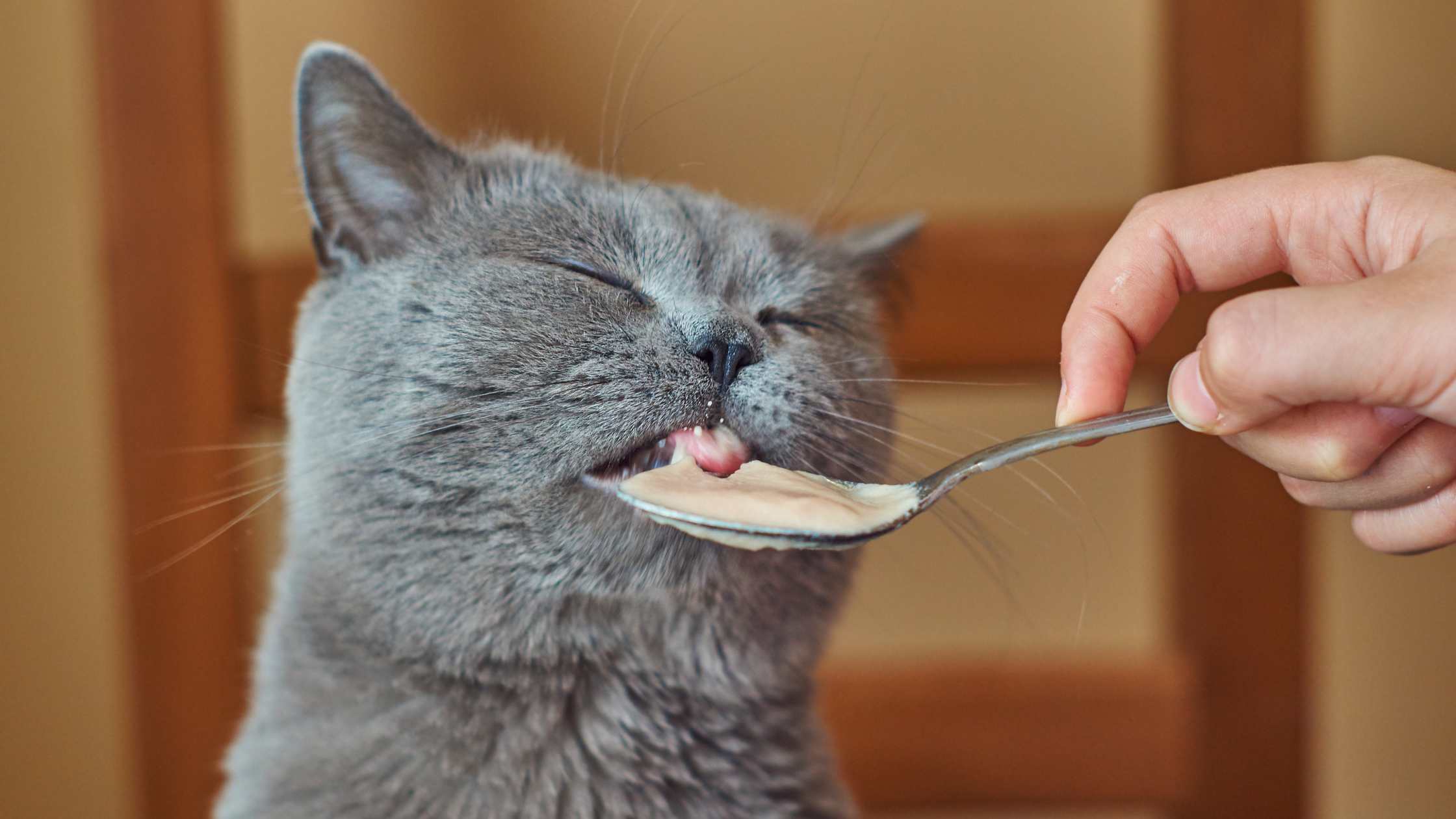 Katze genießt einen fleischreichen Schleck-Snack als Alternative zu Mais